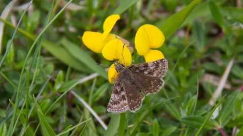 Dingy Skipper - photo 7
