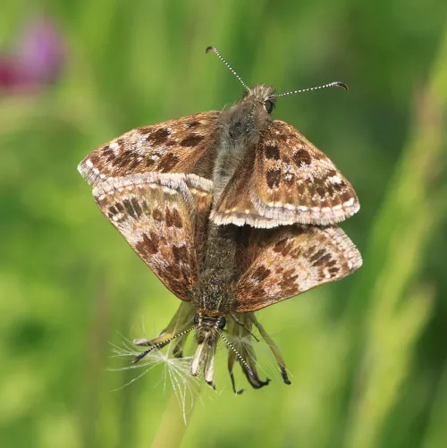 Dingy Skipper - photo 8