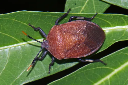 Dinidorid Bugs - Dinidoridae