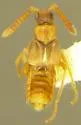 Dinocoryna arizonensis - Dinocoryna arizonensis