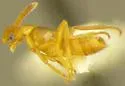 Dinocoryna arizonensis - photo 2