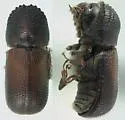 Bamboo Powderpost Beetle - Dinoderus minutus
