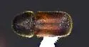 Bamboo Powderpost Beetle - photo 2