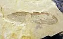 Dinokanaga andersoni