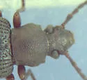 Dinomus arizonensis