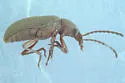 Dinomus arizonensis - photo 2