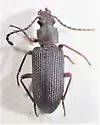 Dinomus arizonensis - photo 4