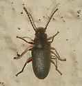Dinomus arizonensis - photo 5