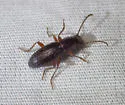 Dinomus attenuatus - photo 2