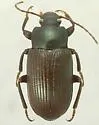 Dinomus azurescens