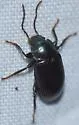 Dinomus azurescens - photo 2