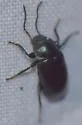 Dinomus azurescens - photo 3