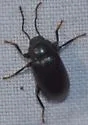 Dinomus azurescens - photo 4