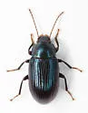 Dinomus azurescens - photo 5