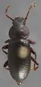 Dinomus bachei