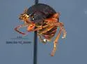 Dinomus bachei - photo 2