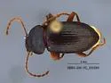 Dinomus bachei - photo 3