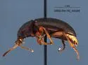 Dinomus bachei - photo 4