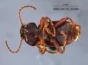 Dinomus bachei - photo 5