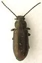 Dinomus blandi