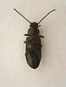 Dinomus blandi - photo 2