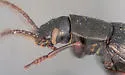 Dinomus blandi - photo 5