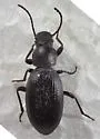 Dinomus callosus