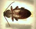 Dinomus cisteloides