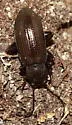 Dinomus cisteloides - photo 2
