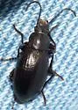 Dinomus cisteloides - photo 3