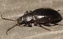 Dinomus cisteloides - photo 4