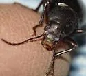 Dinomus cisteloides - photo 5