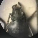 Dinomus cylindriformis - photo 2