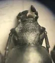 Dinomus cylindriformis - photo 3
