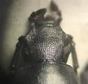 Dinomus cylindriformis - photo 4