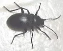 Dinomus edwardsii - photo 2