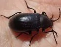 Dinomus edwardsii - photo 3