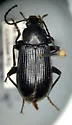 Dinomus edwardsii - photo 4