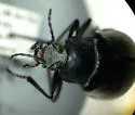 Dinomus edwardsii - photo 5
