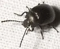 Dinomus farctus - Dinomus farctus