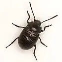 Dinomus farctus - photo 2