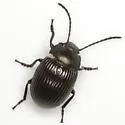 Dinomus farctus - photo 3