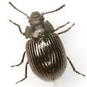 Dinomus farctus - photo 4