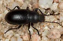 Dinomus fresnoensis - photo 2