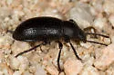 Dinomus fresnoensis - photo 3