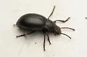 Dinomus fresnoensis - photo 4