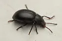 Dinomus fresnoensis - photo 5