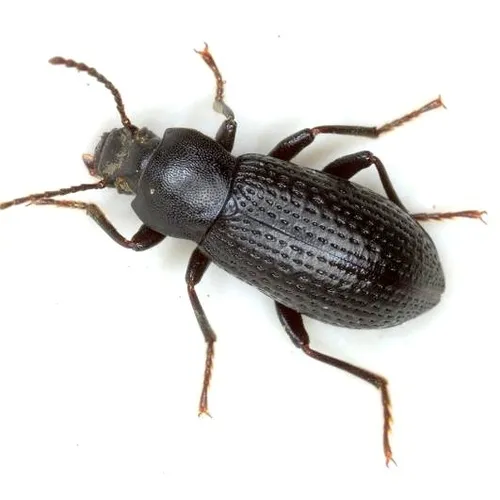 Dinomus horni - Dinomus horni