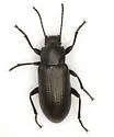 Dinomus impolitus - Dinomus impolitus