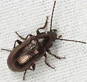 Dinomus laetus - photo 2